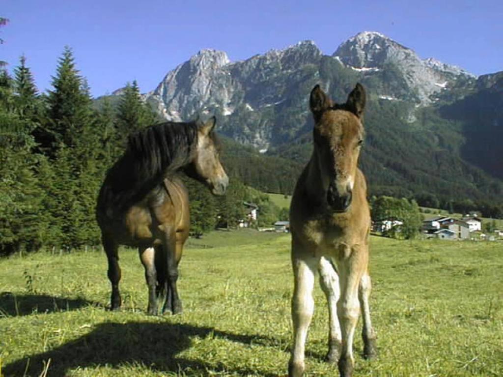 Schoerghof Abtenau Extérieur photo